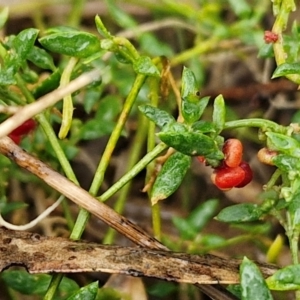 Einadia nutans at Rocky Hill War Memorial Park and Bush Reserve, Goulburn - 5 Jun 2024 11:49 AM