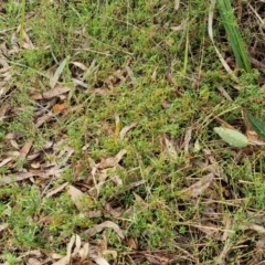 Einadia nutans at Rocky Hill War Memorial Park and Bush Reserve, Goulburn - 5 Jun 2024 11:49 AM