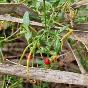 Einadia nutans at Rocky Hill War Memorial Park and Bush Reserve, Goulburn - 5 Jun 2024 11:49 AM