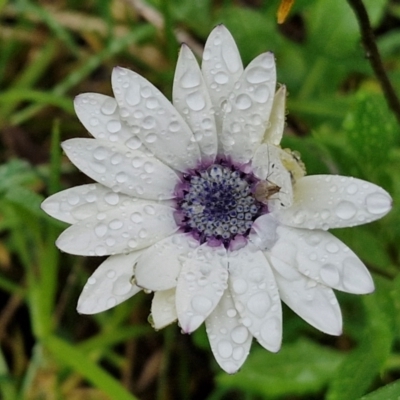 Dimorphotheca ecklonis (South African Daisy) at Goulburn Mulwaree Council - 5 Jun 2024 by trevorpreston