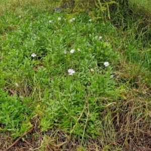 Dimorphotheca ecklonis at Goulburn, NSW - 5 Jun 2024