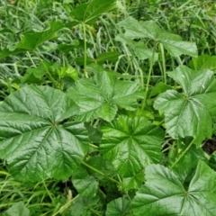 Malva parviflora (Little Mallow) at Goulburn, NSW - 5 Jun 2024 by trevorpreston