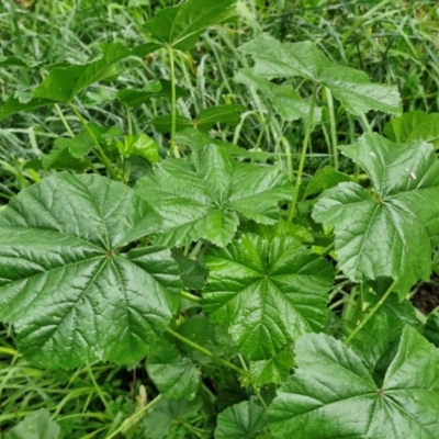 Malva parviflora (Little Mallow) at Goulburn Mulwaree Council - 5 Jun 2024 by trevorpreston