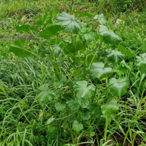 Malva parviflora at Goulburn, NSW - 5 Jun 2024 11:46 AM