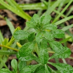 Galium aparine (Goosegrass, Cleavers) at Goulburn, NSW - 5 Jun 2024 by trevorpreston