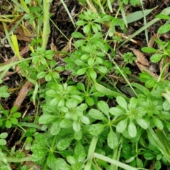 Galium aparine at Goulburn, NSW - 5 Jun 2024