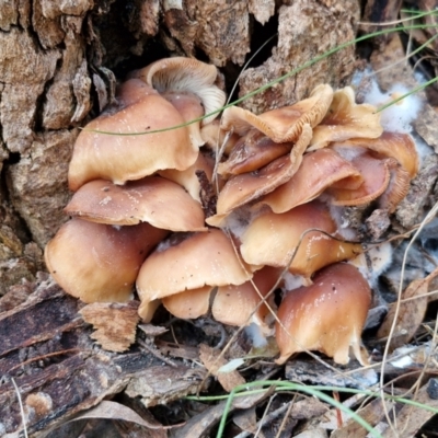 Collybia eucalyptorum at Goulburn, NSW - 5 Jun 2024 by trevorpreston