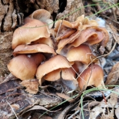 Collybia eucalyptorum at Goulburn, NSW - 5 Jun 2024 11:44 AM