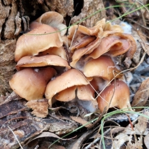 Collybia eucalyptorum at Goulburn, NSW - 5 Jun 2024 11:44 AM