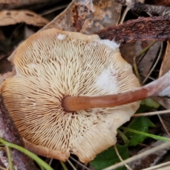 Collybia eucalyptorum at Goulburn, NSW - 5 Jun 2024 11:44 AM