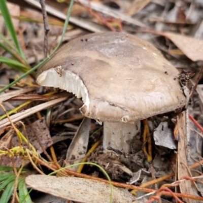 Unverified Cap on a stem; gills below cap [mushrooms or mushroom-like] at Goulburn, NSW - 5 Jun 2024 by trevorpreston