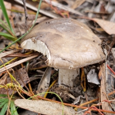 Unidentified Cap on a stem; gills below cap [mushrooms or mushroom-like] at Goulburn, NSW - 5 Jun 2024 by trevorpreston