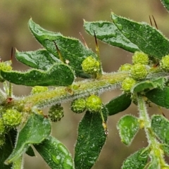 Acacia paradoxa (Kangaroo Thorn) at Goulburn Mulwaree Council - 5 Jun 2024 by trevorpreston