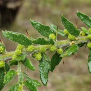 Acacia paradoxa at Goulburn, NSW - 5 Jun 2024 11:43 AM