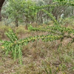 Acacia paradoxa at Goulburn, NSW - 5 Jun 2024