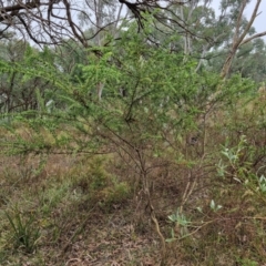 Acacia paradoxa at Goulburn, NSW - 5 Jun 2024 11:43 AM