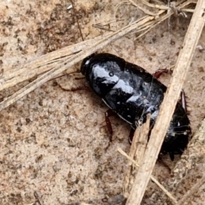 Platyzosteria melanaria at Goulburn, NSW - 5 Jun 2024