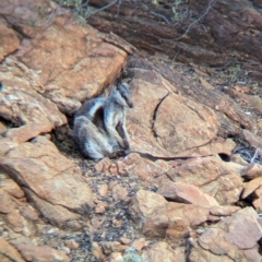 Petrogale lateralis (Black-Footed Rock-Wallaby, Warru) at Olive Pink Botanic Gardens - 12 May 2024 by Darcy