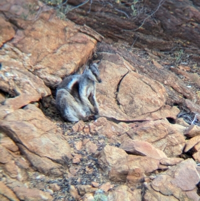 Petrogale lateralis (Black-Footed Rock-Wallaby, Warru) at Olive Pink Botanic Gardens - 12 May 2024 by Darcy