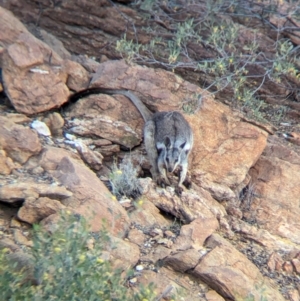 Petrogale lateralis at Desert Springs, NT - 12 May 2024