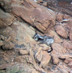 Petrogale lateralis at Desert Springs, NT - 12 May 2024