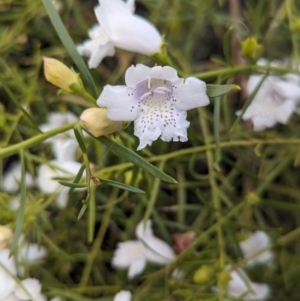 Eremophila polyclada at Desert Springs, NT - 12 May 2024 05:17 PM