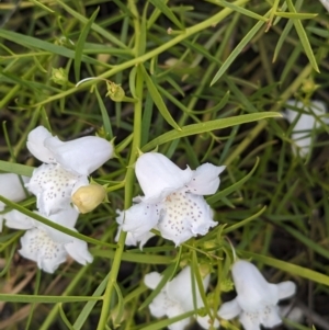 Eremophila polyclada at Desert Springs, NT - 12 May 2024 05:17 PM