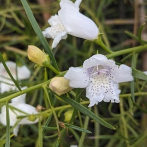 Eremophila polyclada at Desert Springs, NT - 12 May 2024