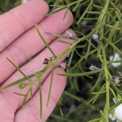 Eremophila polyclada at Desert Springs, NT - 12 May 2024