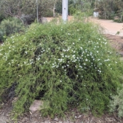 Eremophila polyclada at Desert Springs, NT - 12 May 2024