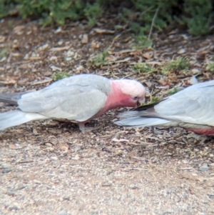 Eolophus roseicapilla at Desert Springs, NT - 12 May 2024