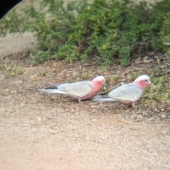 Eolophus roseicapilla at Desert Springs, NT - 12 May 2024 05:19 PM