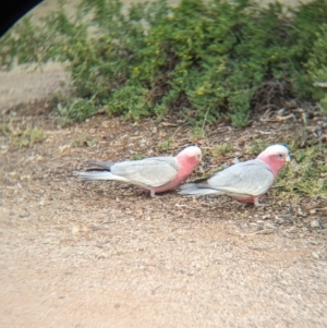 Eolophus roseicapilla at Desert Springs, NT - 12 May 2024