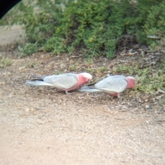 Eolophus roseicapilla at Desert Springs, NT - 12 May 2024