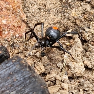 Latrodectus hasselti (Redback Spider) at Goulburn, NSW - 5 Jun 2024 by trevorpreston