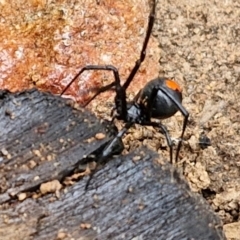 Latrodectus hasselti at Goulburn, NSW - 5 Jun 2024 11:42 AM