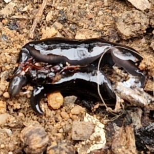 Parakontikia ventrolineata at Goulburn, NSW - 5 Jun 2024