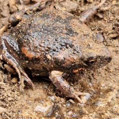 Uperoleia laevigata (Smooth Toadlet) at Goulburn, NSW - 5 Jun 2024 by trevorpreston