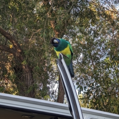 Barnardius zonarius (Australian Ringneck) at Ross, NT - 13 May 2024 by Darcy