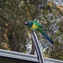 Barnardius zonarius at Ross, NT - 13 May 2024