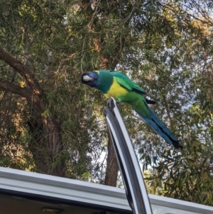 Barnardius zonarius at Ross, NT - 13 May 2024 07:43 AM