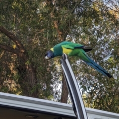 Barnardius zonarius at Ross, NT - 13 May 2024 07:43 AM