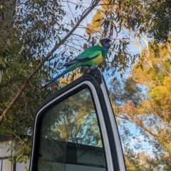 Barnardius zonarius at Ross, NT - 13 May 2024 07:43 AM