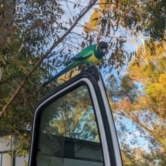 Barnardius zonarius at Ross, NT - 13 May 2024 07:43 AM