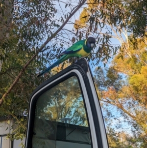 Barnardius zonarius at Ross, NT - 13 May 2024 07:43 AM