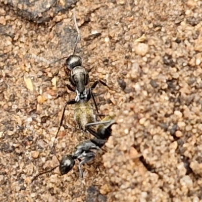 Camponotus aeneopilosus (A Golden-tailed sugar ant) at Goulburn, NSW - 5 Jun 2024 by trevorpreston