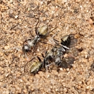 Camponotus aeneopilosus at Goulburn, NSW - 5 Jun 2024