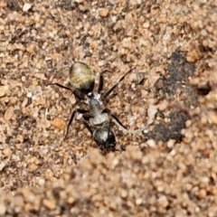 Camponotus aeneopilosus at Goulburn, NSW - 5 Jun 2024