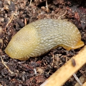 Arion intermedius (Hedgehog Slug) at Goulburn, NSW by trevorpreston