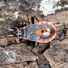Dindymus sp. (genus) (Unidentified Dindymus bug) at Goulburn, NSW - 5 Jun 2024 by trevorpreston